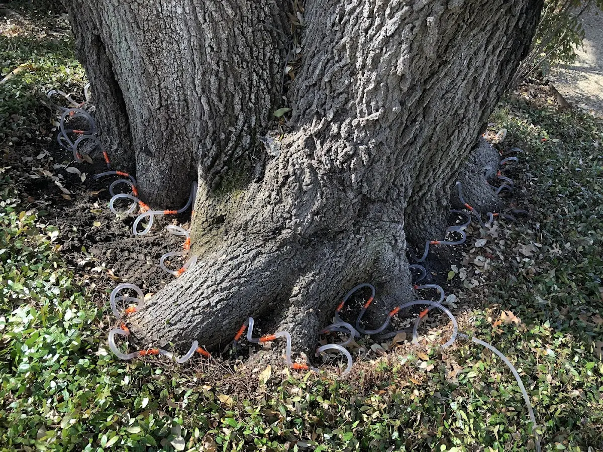 Detailed Tree Cabling and Bracing job site in Lehigh Acres
