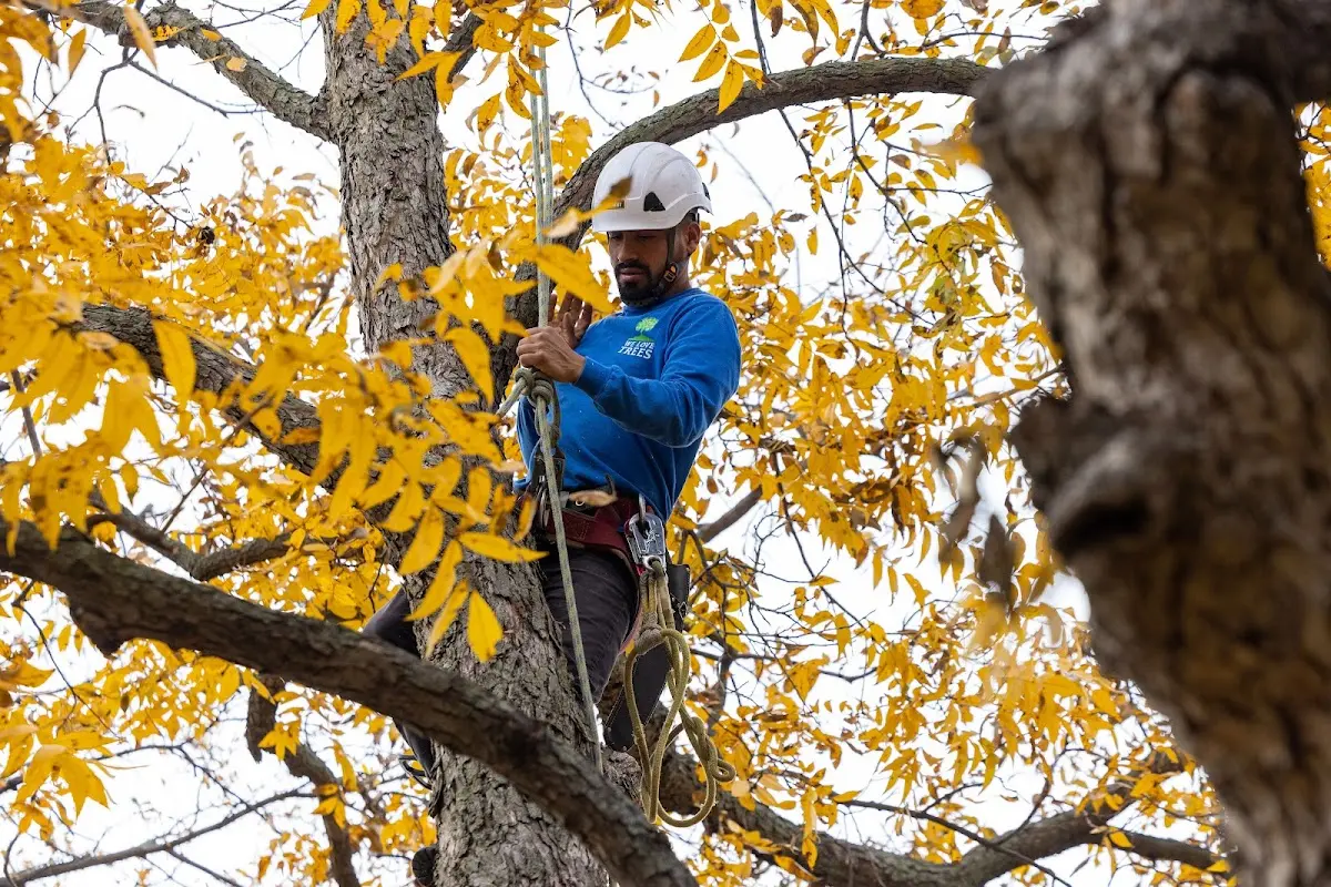 Skilled Tree Transplanting crew working in Lehigh Acres